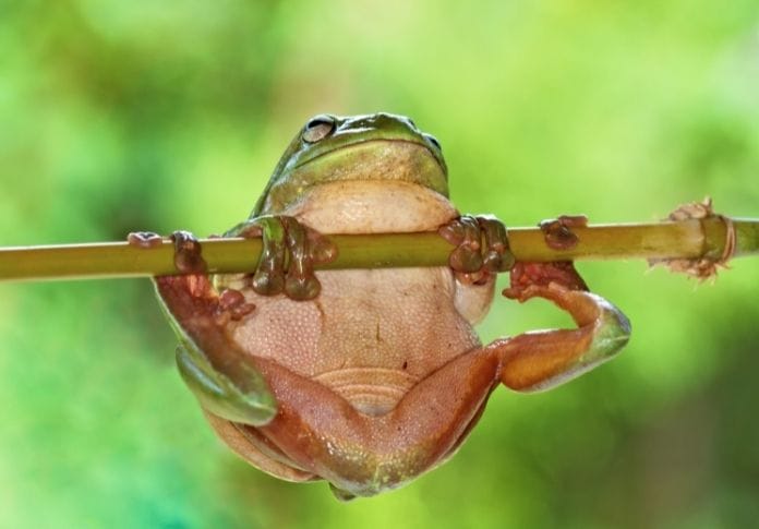 Tree-Inspired Male Frog Names