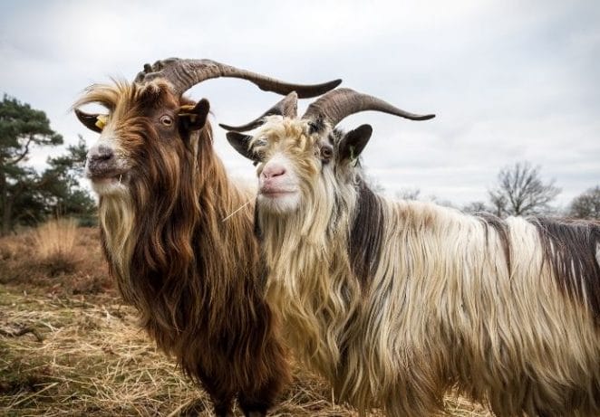Unique Mythical Names for Female Goats