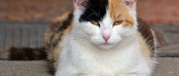 What Is a Harlequin Cat? Characteristics and 5 Breeds