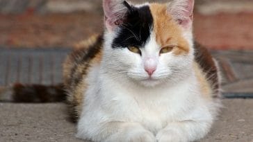 What Is a Harlequin Cat? Characteristics and 5 Breeds
