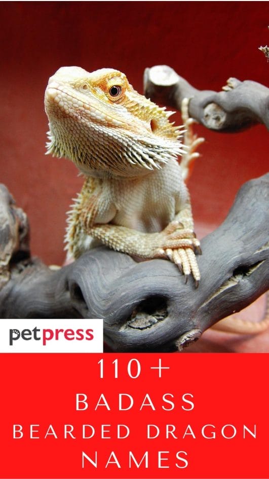 110+ Badass Bearded Dragon Names For Your Pet Reptiles