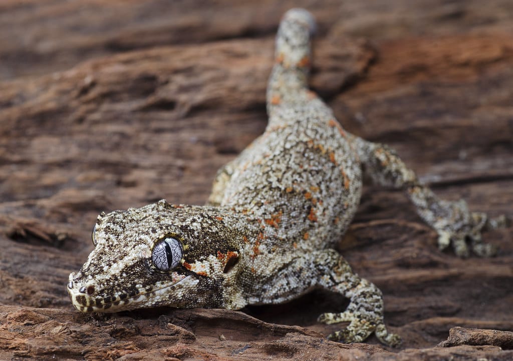 badass-gargoyle-gecko-names