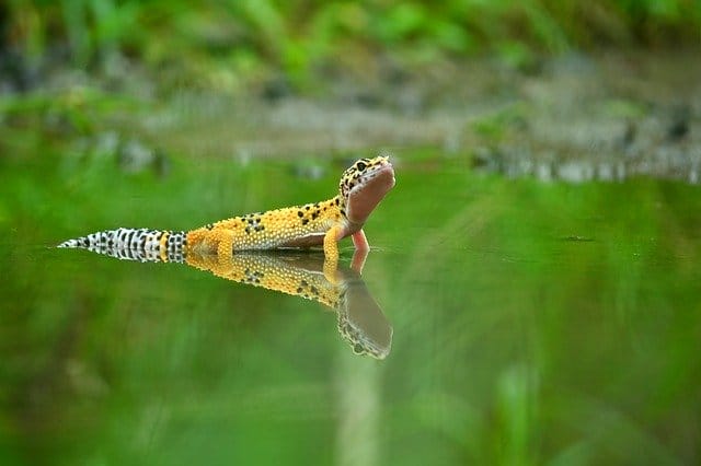 badass-male-gecko-names