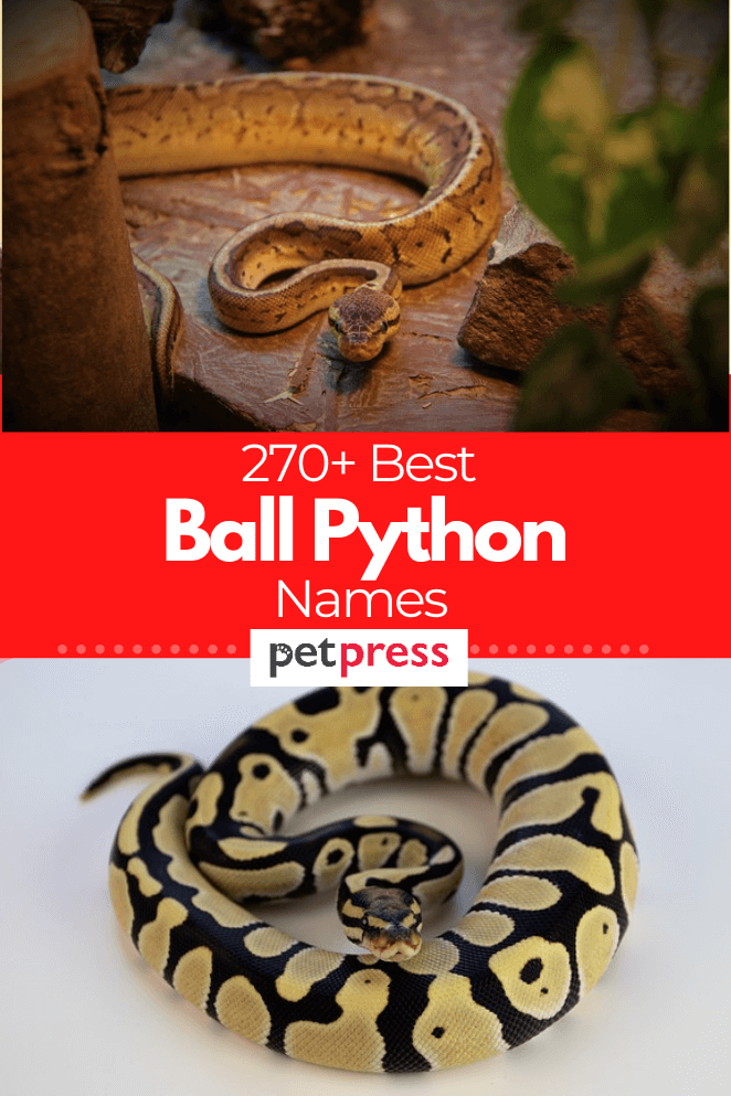 270-best-ball-python-names-for-your-sleek-pet-python-snakes