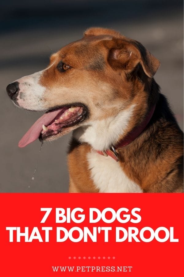 big dogs that don't drool