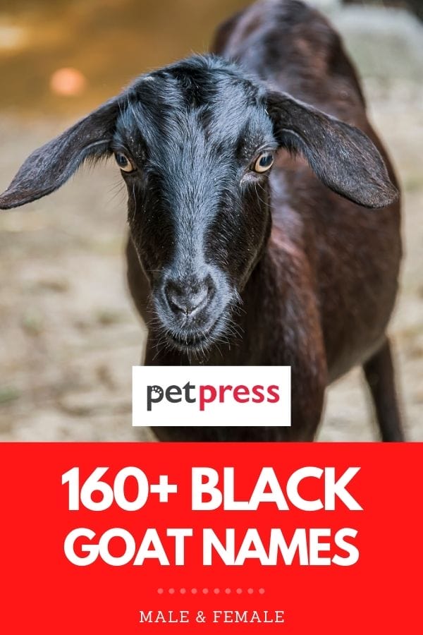 160+ Black Goat Names The Best Names for Your Black Goat