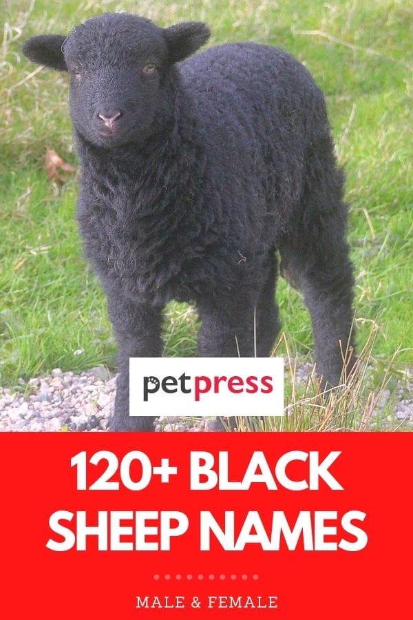 120+ Black Sheep Names Unique Names for Your Black Sheep