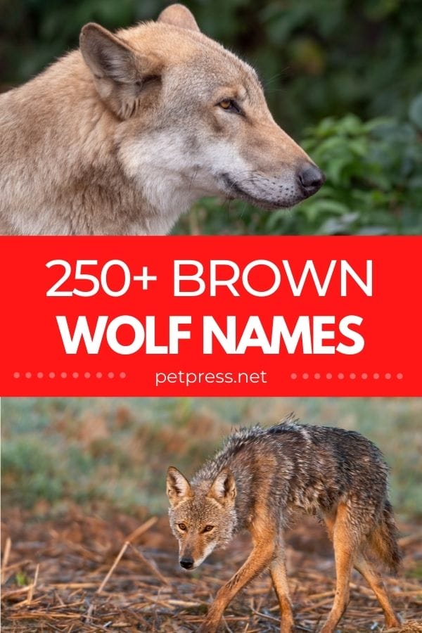 brown wolf names