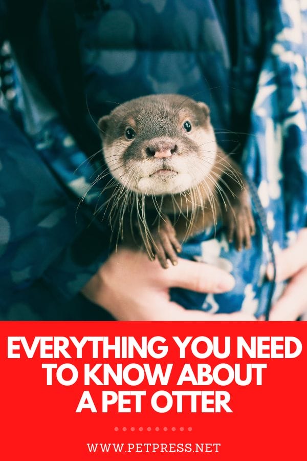 Everything You Need to Know About Owning a Pet Otter