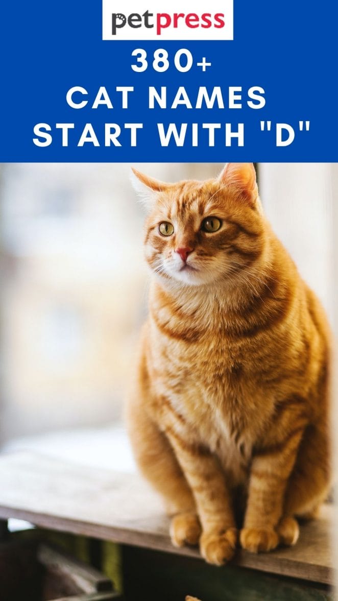 cat-names-start-with-d