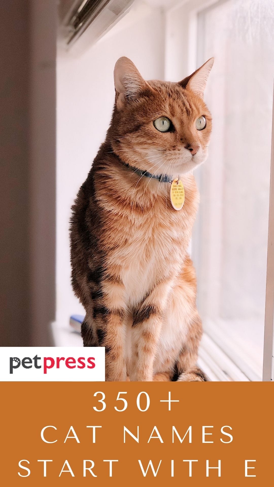 cat-names-with-e