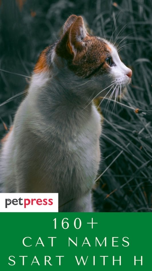 160+ Complete Cat Names That Start With Letter "H" For Your Kittens