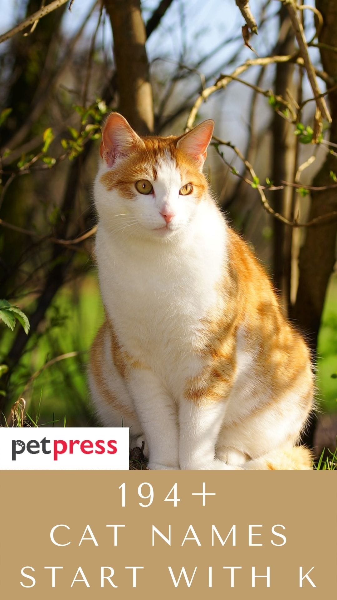 190+ Cat Names Starting With Letter "K" For Your Feline Friend