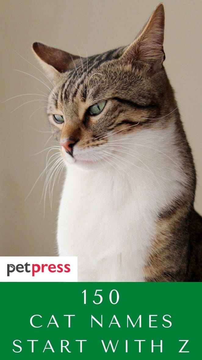 150 Cat Names That Start with Letter Z For Your Cute Kitten