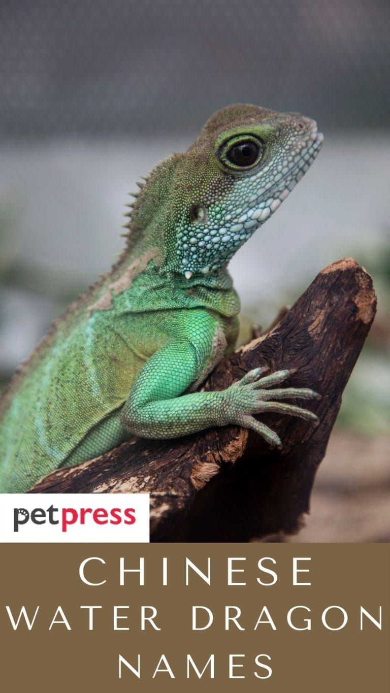 120-chinese-water-dragon-names-for-your-cute-reptiles