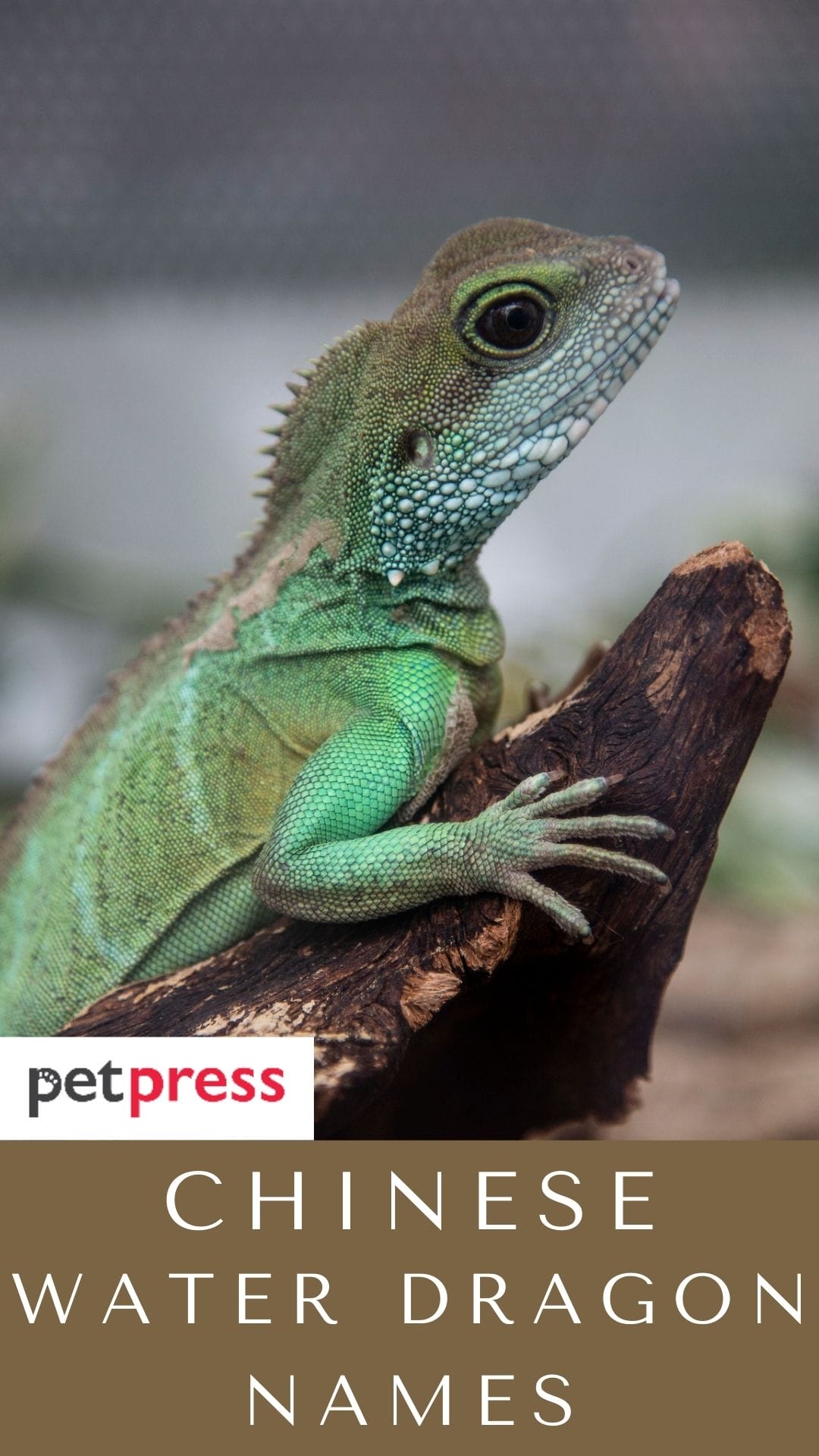 120 Chinese Water Dragon Names For Your Cute Reptiles