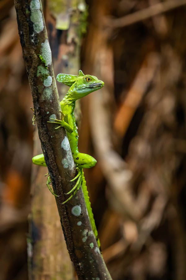 choose a funny lizard name