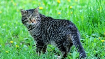 cool-cat-names-with-e