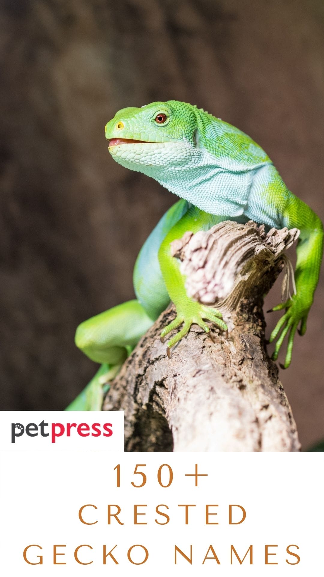 150 Crested Gecko Names Unique Name Ideas For Your Lizards lizards-names-and-pictures