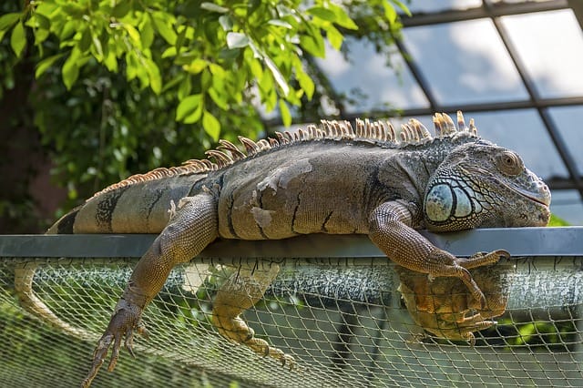 cute-big-lizard-names