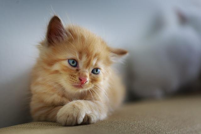 cute-cat-names-start-with-d