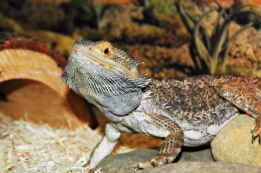 60+ Funny Bearded Dragon Names That Are Hilarious For Your Reptiles