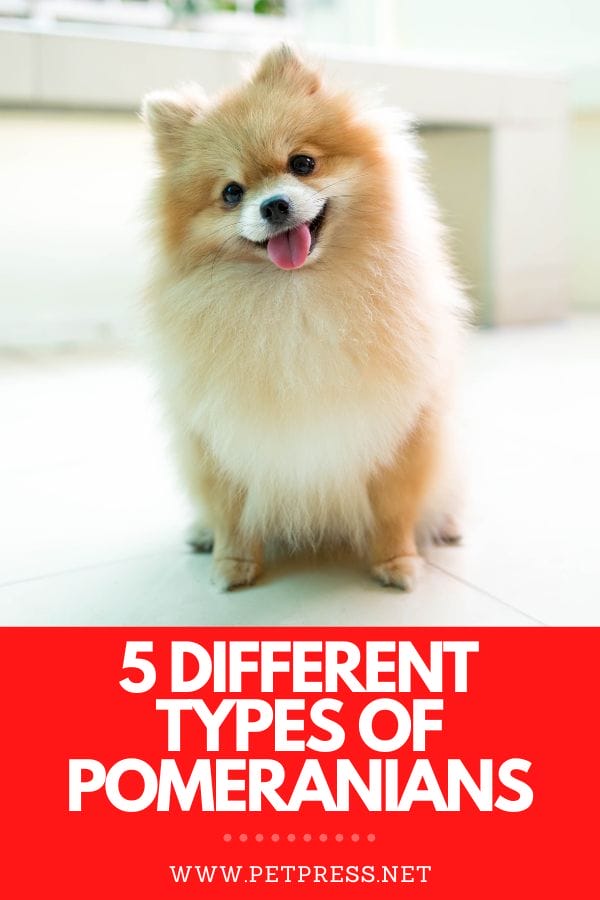 different types of pomeranians