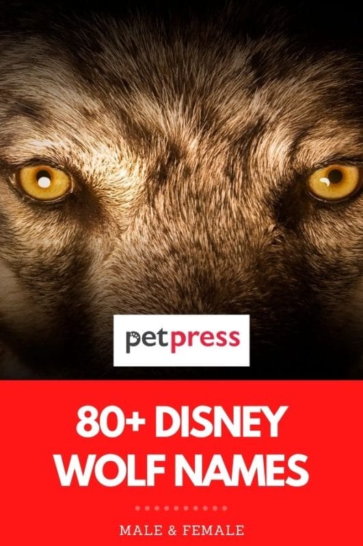 Best 80+ Disney Wolf Names DisneyInspired Names For A Wolf