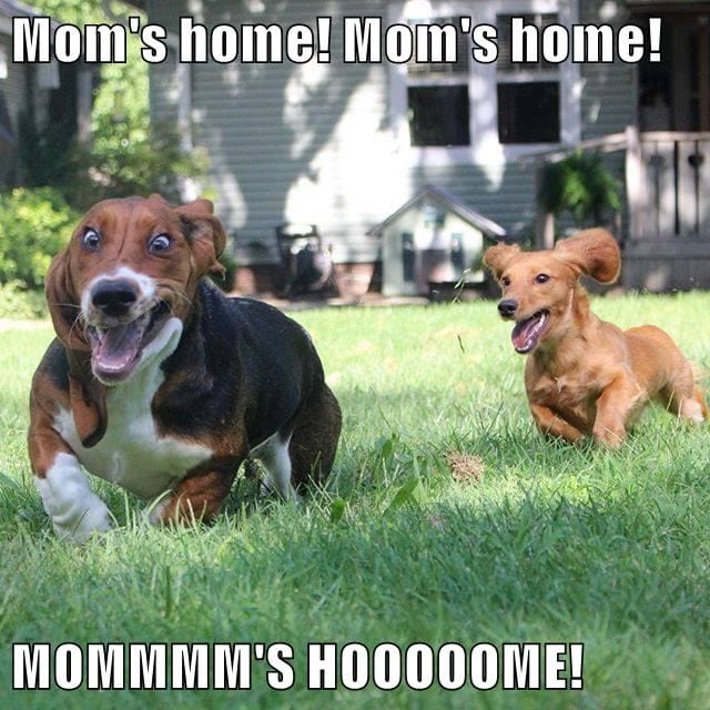 5 Special Ways to Celebrate National Dog Mom's Day