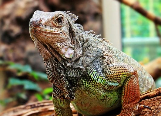 270+ Best Iguana Names - Complete Name Ideas For Your Pet Iguana