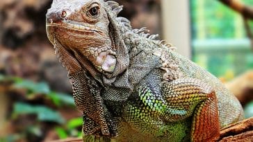 famous-iguana-names