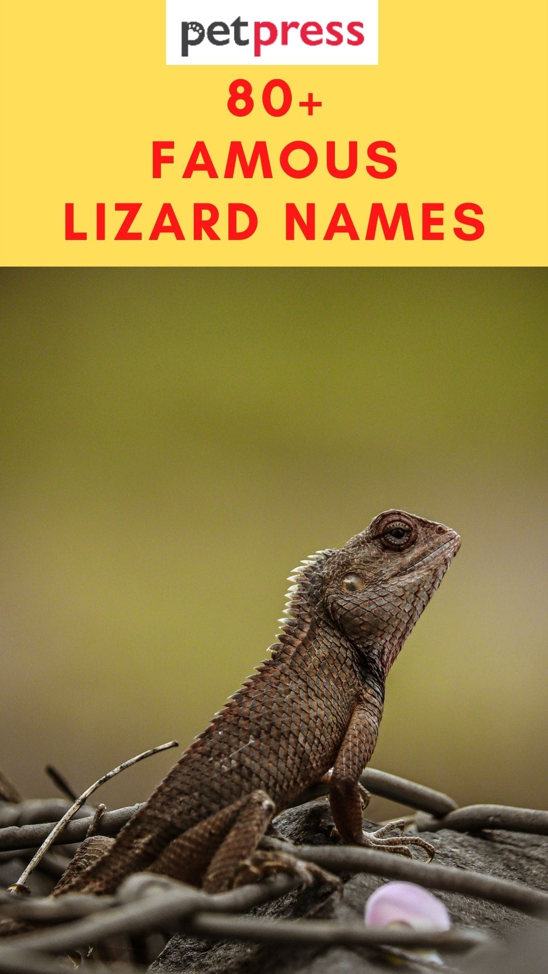 80+ Famous Lizard Names That Will Fits Your Pet Lizards