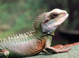 90+ Female Water Dragon Names For Your Adorable Reptiles