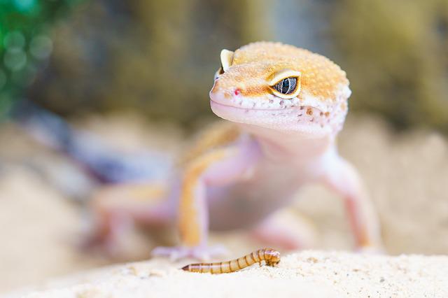 female-badass-lizard-names