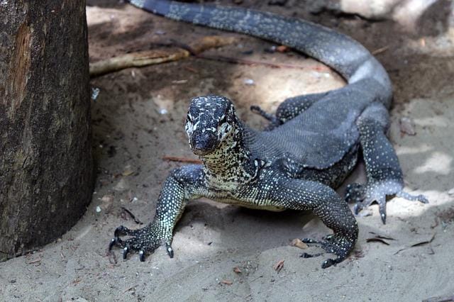 female-big-lizard-names