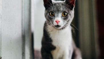 female-cat-names-with-j