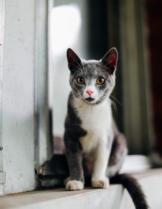 130+ Cat Names Start With Letter "J" That Will Inspire You For Your Kittens