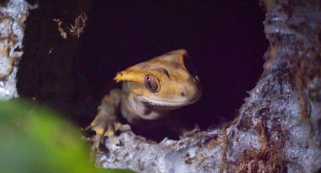 female-crested-gecko-names