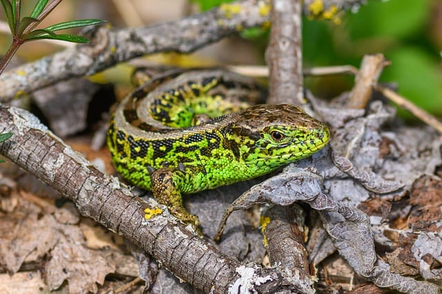 female-famous-lizard-names