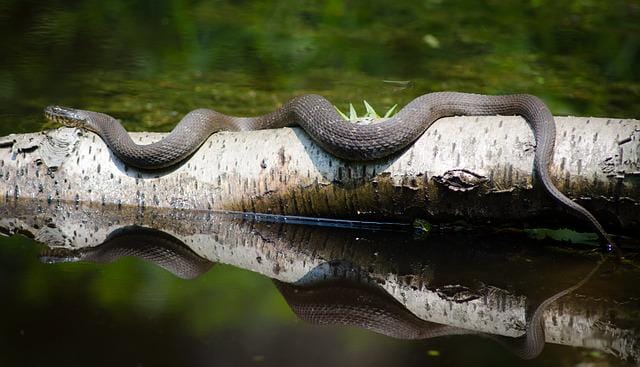 140 Famous Snake Names Popular Name Ideas For Pet Snakes 140 Famous Snake Names Popular Name Ideas For Pet Snakes