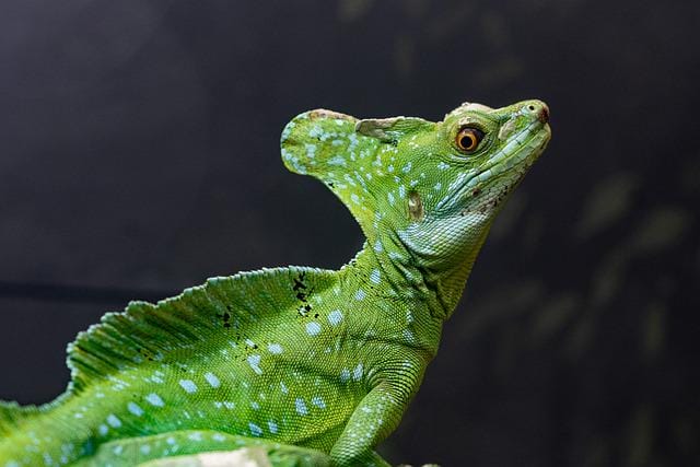 40+ Funny And Hilarious Funny Lizard Names That Will Make You Laugh 40+ Funny And Hilarious Funny Lizard Names That Will Make You Laugh