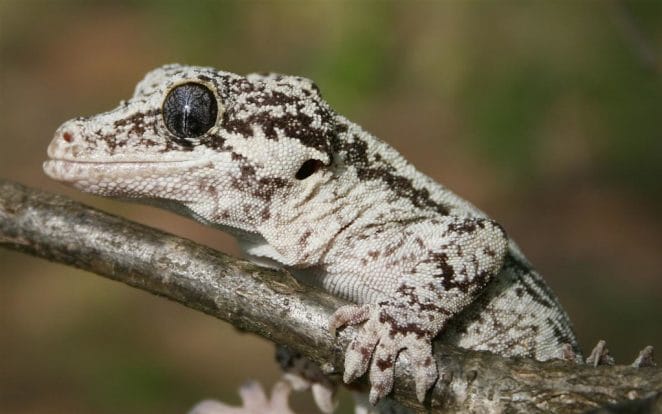 female-gargoyle-gecko-names