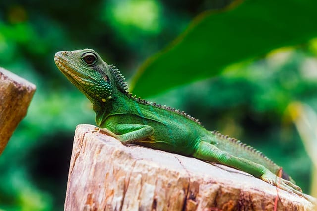 female-green-lizard-names