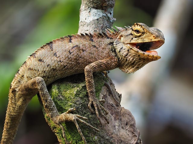 female-iguana-names