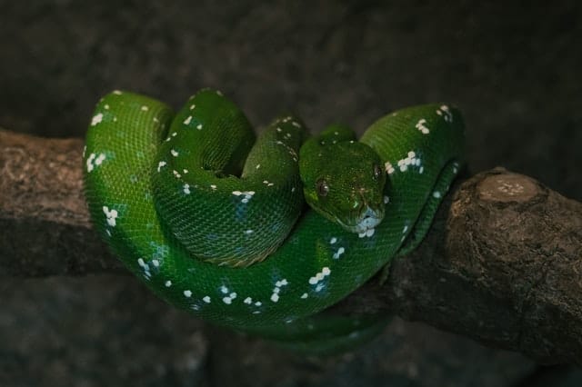 female-latin-snake-names