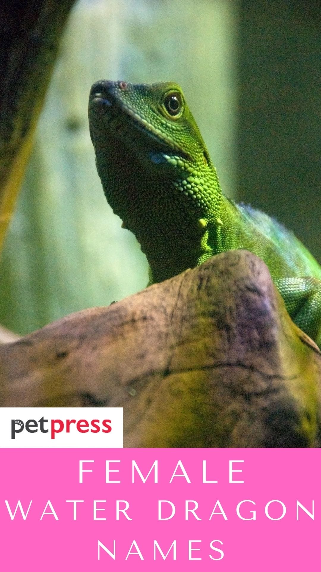 90+ Female Water Dragon Names For Your Adorable Reptiles