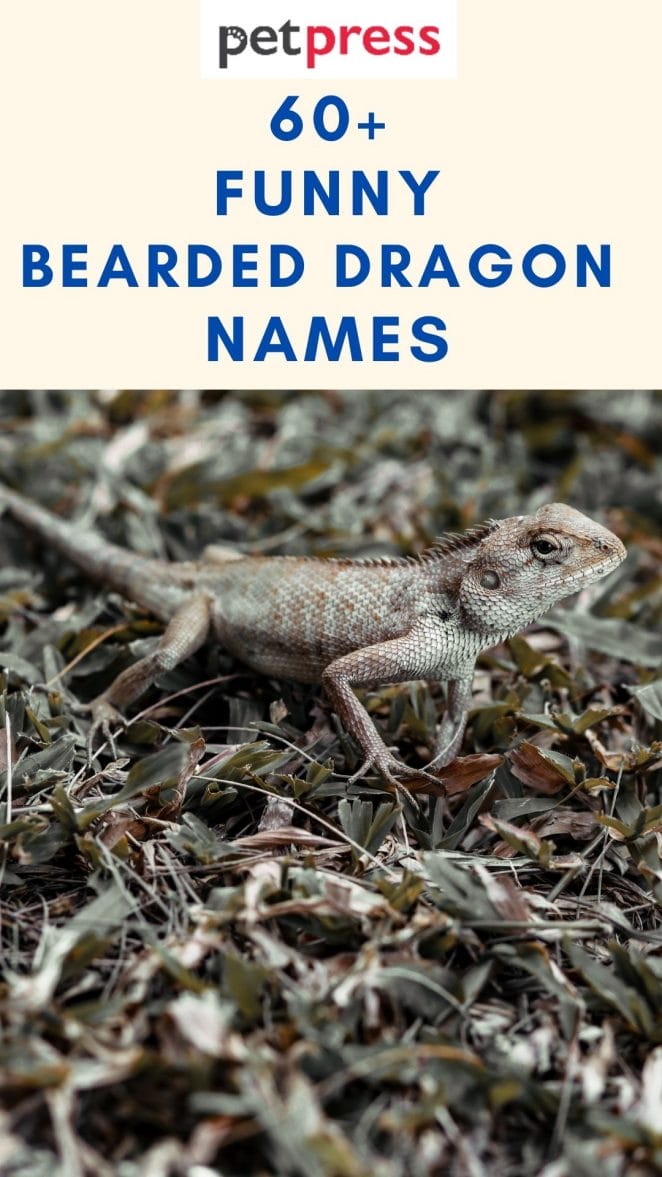 60+ Funny Bearded Dragon Names That Are Hilarious For Your Reptiles