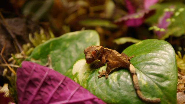 funny-crested-gecko-names