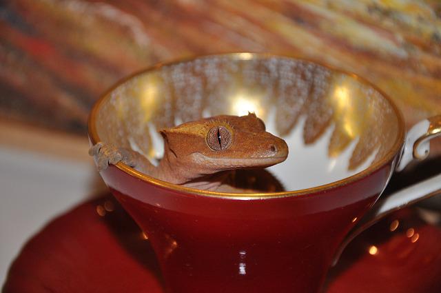 70 Funny Gecko Names That Are Hilarious For Your Pet Reptiles 70 Funny Gecko Names That Are Hilarious For Your Pet Reptiles