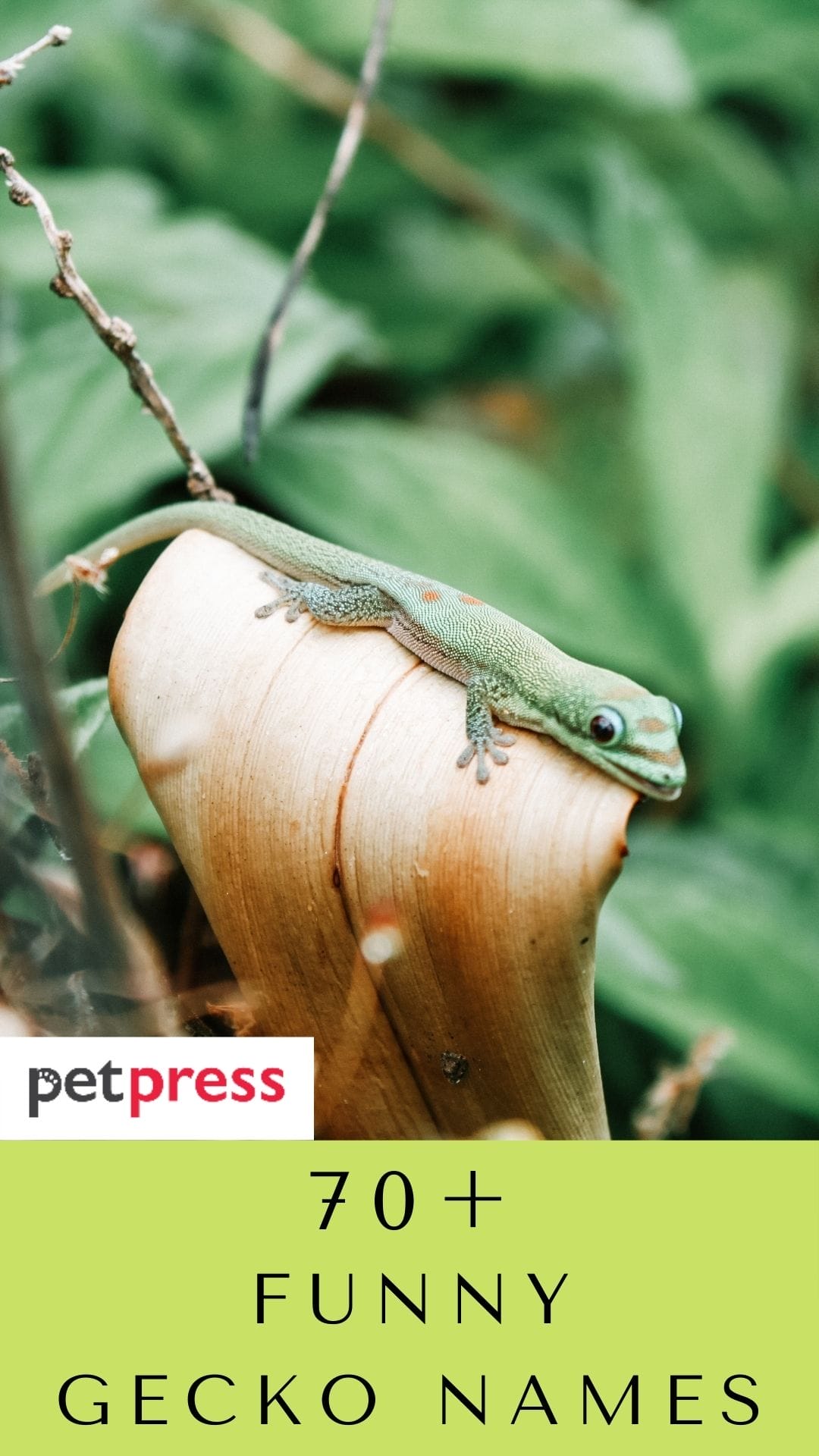 70 Funny Gecko Names That Are Hilarious For Your Pet Reptiles pet-chameleon-charms-the-internet-by-holding-tiny-swords